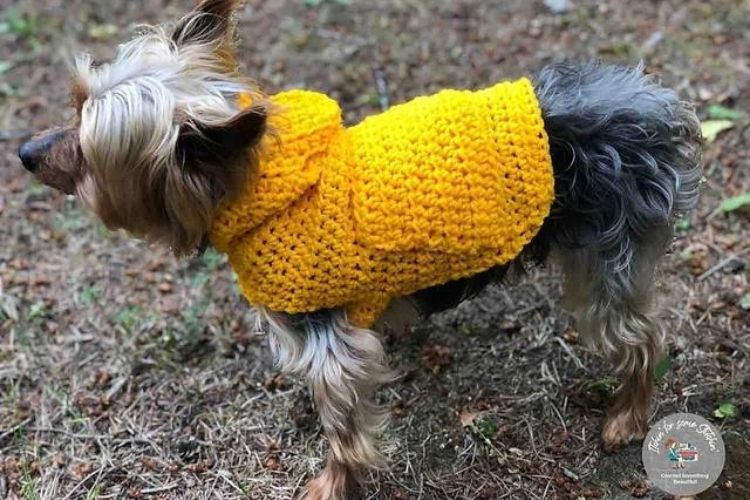 Small Dog Hoodie Sweater Free Crochet Pattern